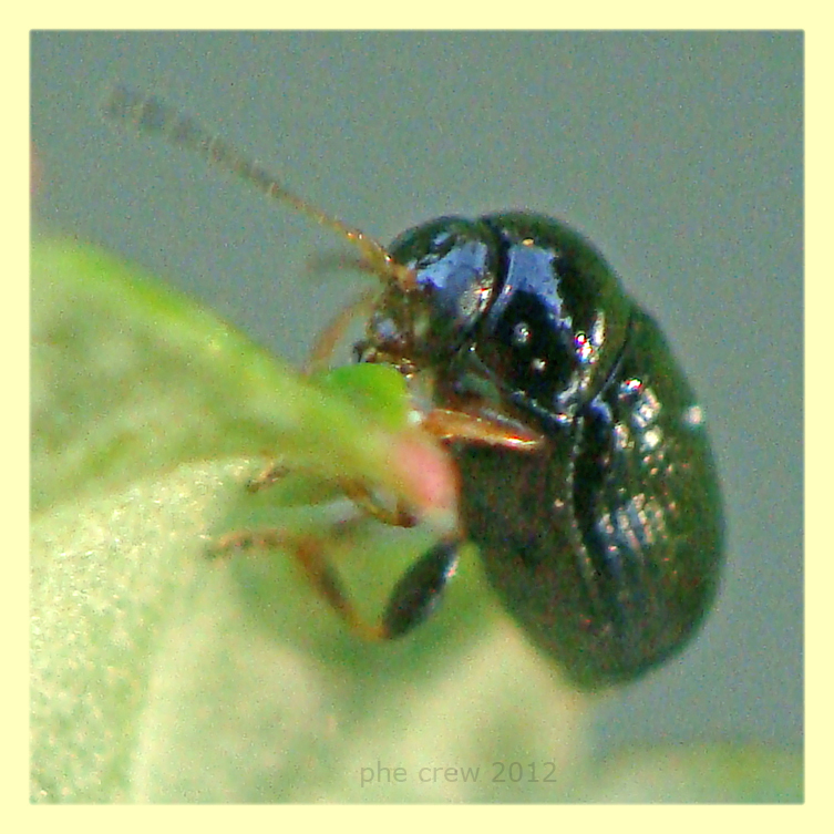 Cryptocephalus sp. circa 3 mm. - Anzio - 4.5.2012 (2).JPG