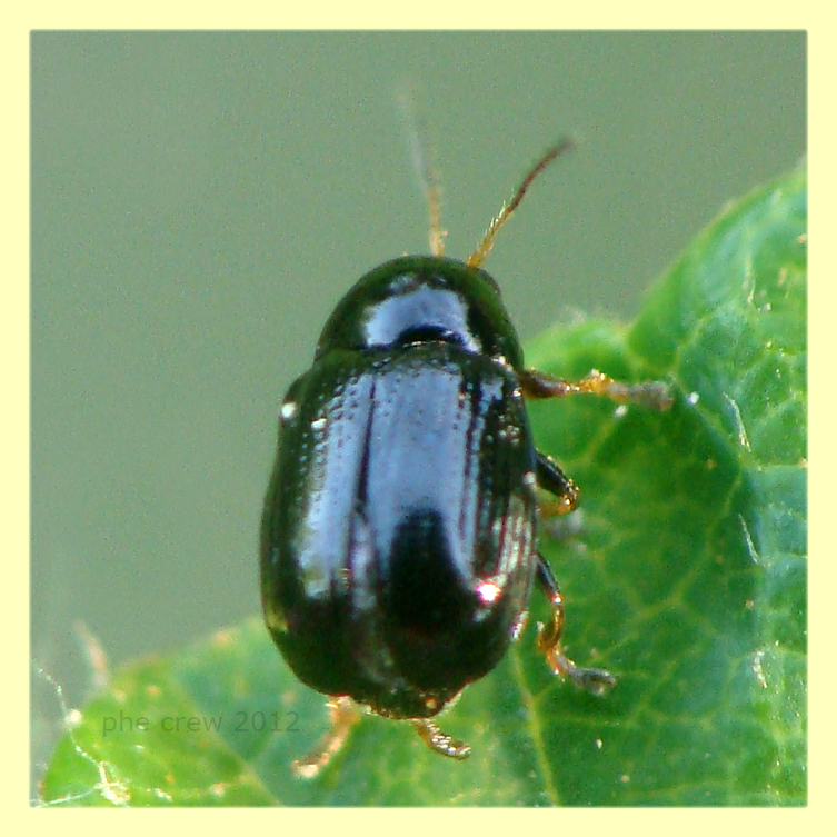 Cryptocephalus sp. circa 3 mm. - Anzio - 4.5.2012 (3).JPG