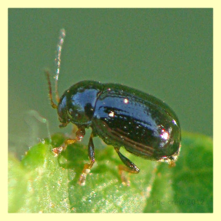 Cryptocephalus sp. circa 3 mm. - Anzio - 4.5.2012 (4).JPG