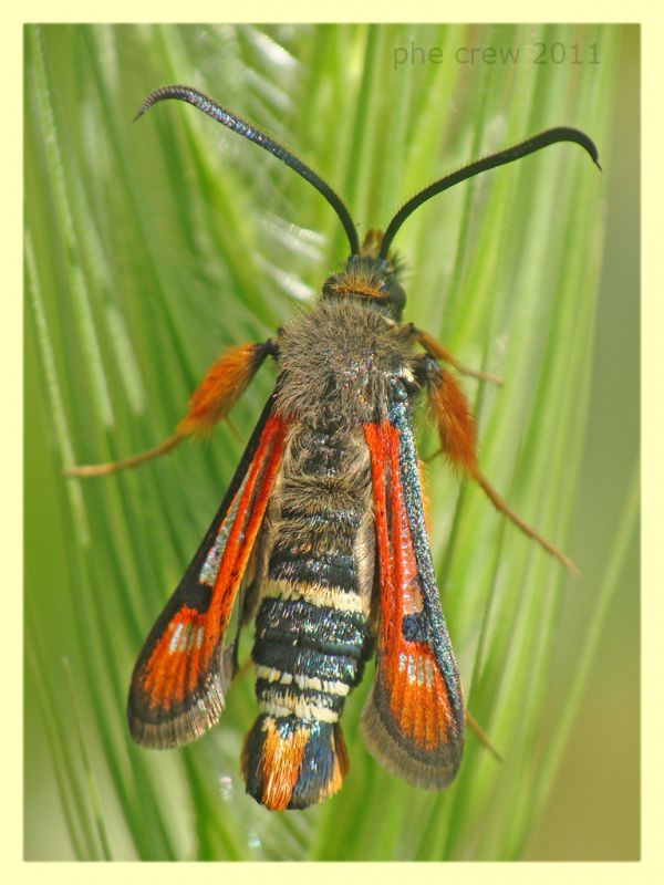 probabile Pyropteron chrysidiformis - Roma - Caffarella - 31.5.2011.JPG