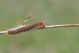 IMG_2099 malacosoma non raccolto.jpg