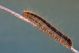 IMG_2130 malacosoma 1 (grande).jpg