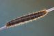 IMG_2129 malacosoma 1 (grande).jpg
