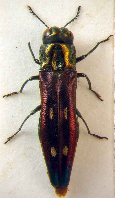 Agrilus maesi.jpg