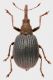 Apion_Settebagni_3-V-2012_grey.jpg