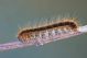IMG_2139 malacosoma 2.jpg