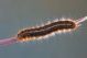IMG_2140 malacosoma 2.jpg