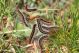 IMG_2083 malacosoma gruppo non raccolti.jpg