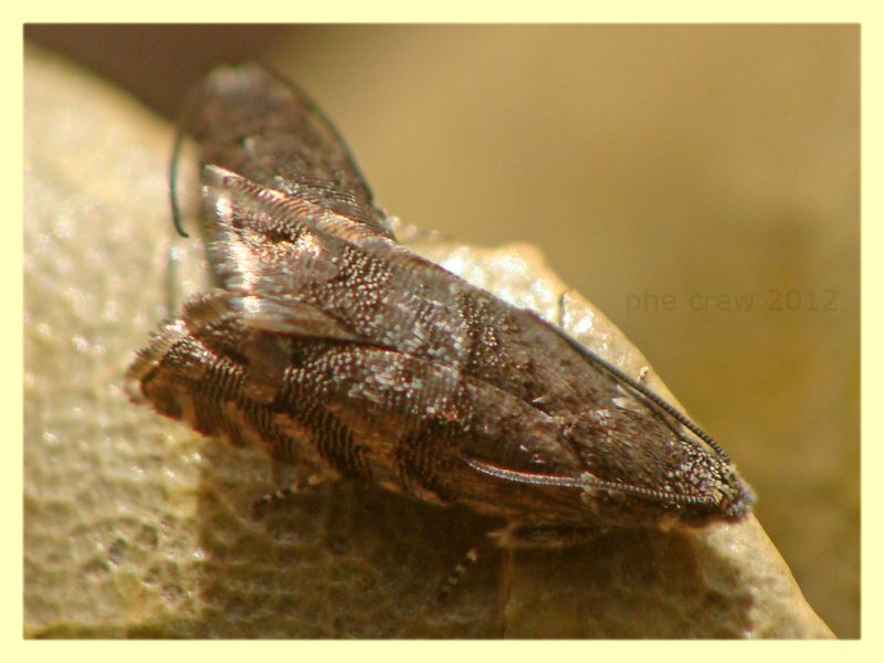 Phiaris sp.  - Tor Caldara - 22.4.2012.JPG