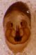 Caudalebridotto.jpg