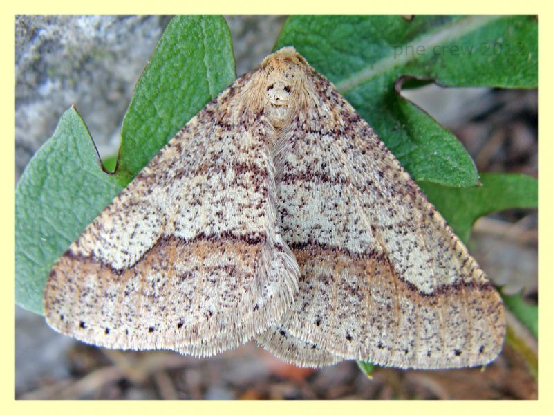 Geometridae - Dutovlje - Slovenia - 17.3.2012.JPG