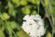 IMG_5962.JPG