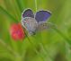 IMGP3278_TailedBlue_alcetas_sm.JPG
