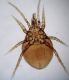 P. fucorum_femmina_ventrale.JPG