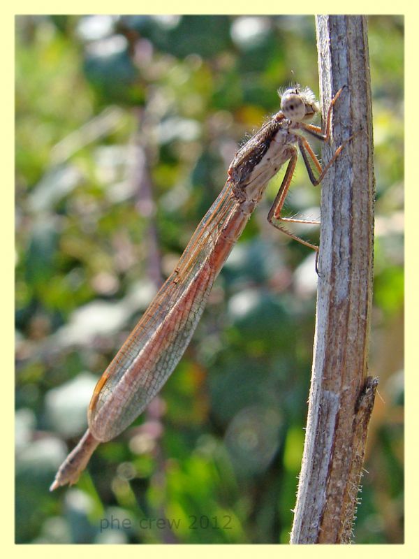 probabile Sympecma fusca - Orbetello - 13.3.2012.JPG