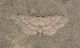 Idaea_seriata2.JPG