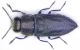 Melanthaxia Badesi.jpg