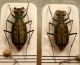 Cylindera (Cicindina) trisignata trisignata .JPG
