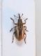 Exapion fuscirostre  5.JPG