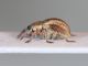 Exapion fuscirostre  4.JPG