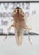 Strano Cicadellidae1.JPG