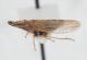 Strano Cicadellidae2.JPG