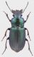 Carabidae-Torre-Mozza-2.jpg