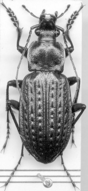 Carabus granulatus.jpg