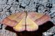 lythia-purpurata-forse.jpg