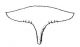 Phaeadoretus lindemannae3.jpg
