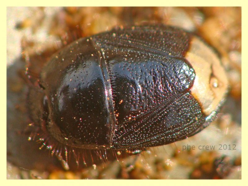 Cydnidae 1 - Anzio - 25.3.2012.JPG