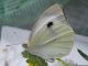 Pieris_brassicae_adulto_femmina.jpg