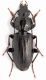 Pterosticus rhaeticus lg.10.5 mm. - Treviso - Revine  12-V-2012.jpg
