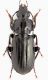 Pterosticus sp. lg.12 mm.- Treviso - Revine  12-V-2012.jpg
