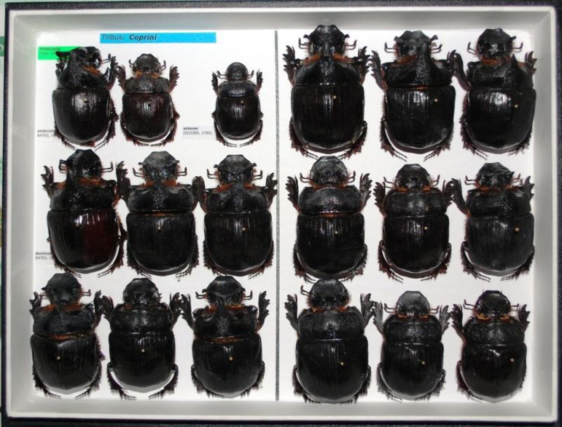 Scarabaeidae 25.JPG