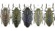 Julodis-euphratica.jpg
