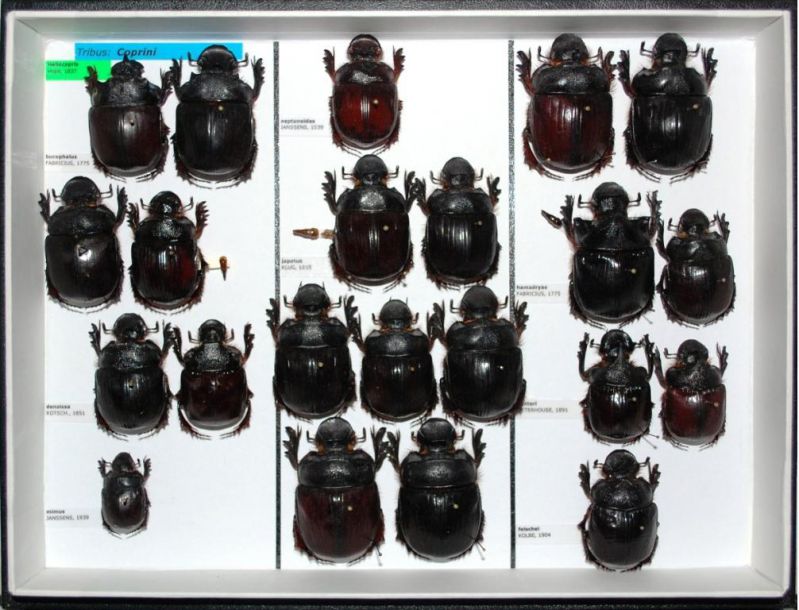 Scarabaeidae 26.JPG