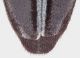 Dorcadion pedestre-03.JPG