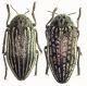 Julodis-punctatocostat esfahan.jpg