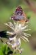 Spialia sertorius.JPG