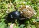 laticollis.jpg