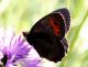 Erebia02.jpg