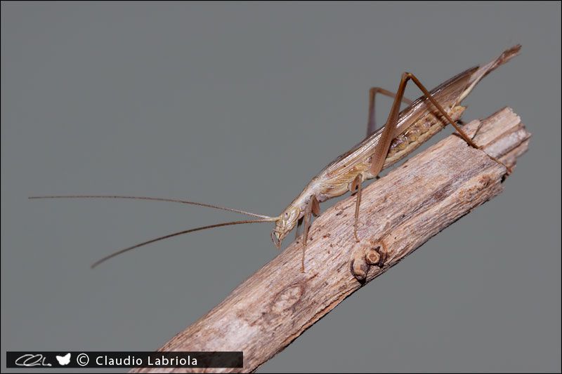 Oecanthus_0978.jpg