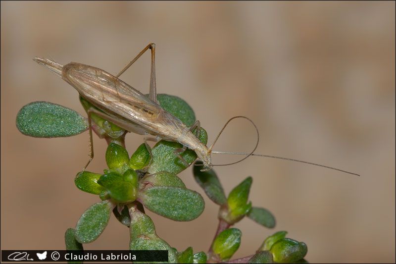 Oecanthus_0989.jpg