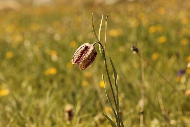 Campo_Felice_21-V-2012_CN039.JPG