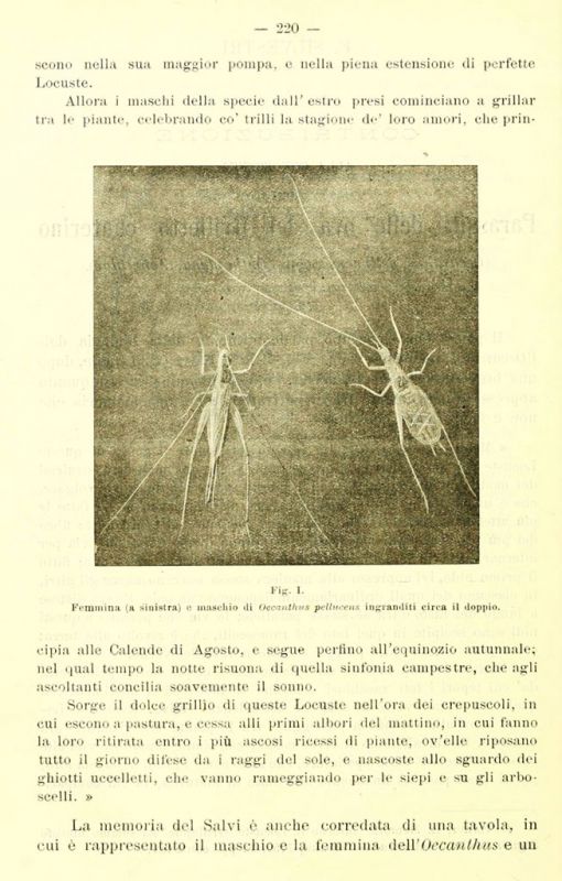 bollettinodellab141920rscufo_0242.jpg