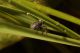 Campo_Felice_21-V-2012_CN003.JPG