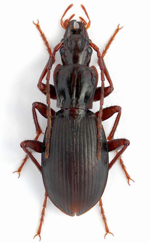 Laemostenus sp.female lg.12 mm. - Colfosco (TV) -20V-2012.jpg