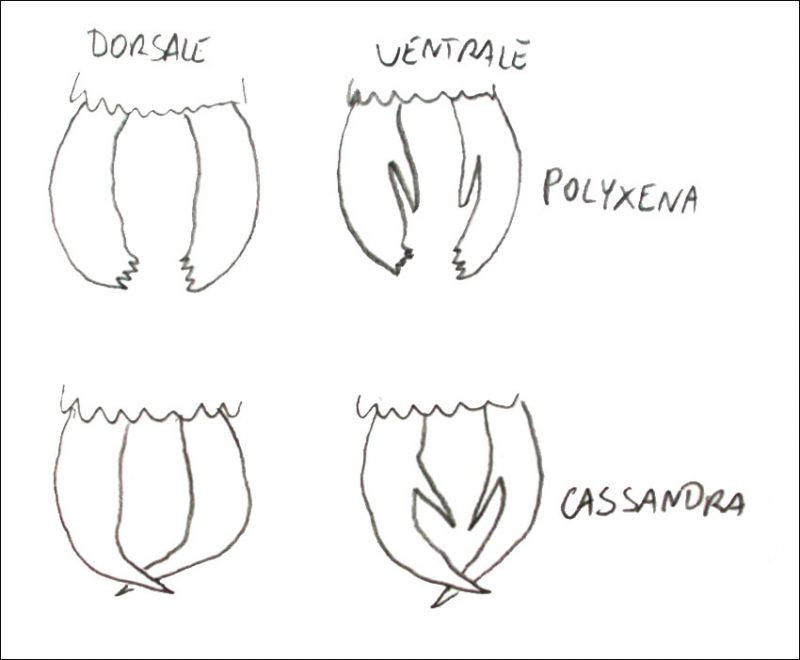 polyxena-cassandra.jpg