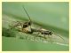 Braconidae - Anzio - 12.4.2012 (1).JPG